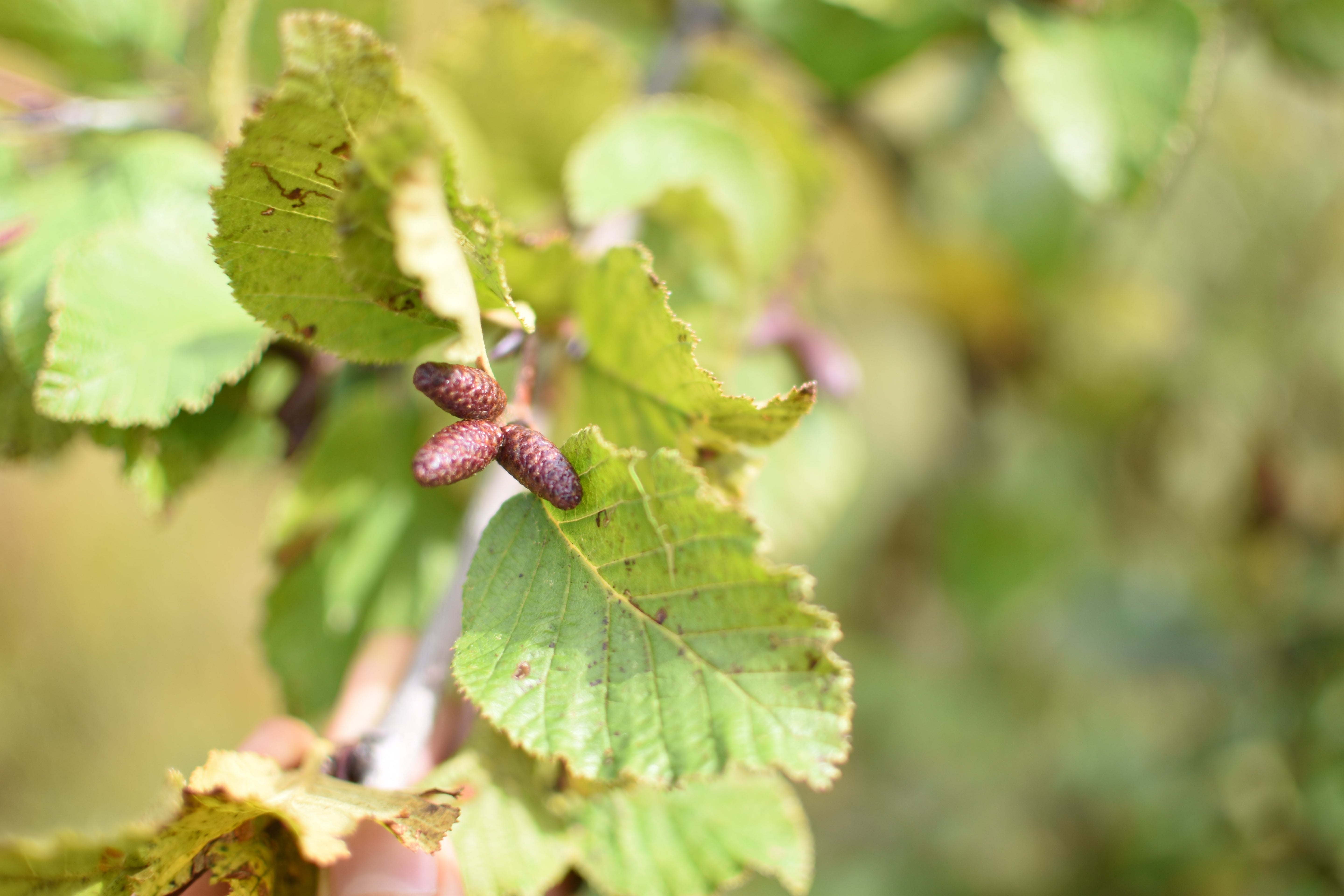 Poivre des dunes (Alnus viridis): ses bienfaits, ses propriétés, usages en tisane et cuisine boréale