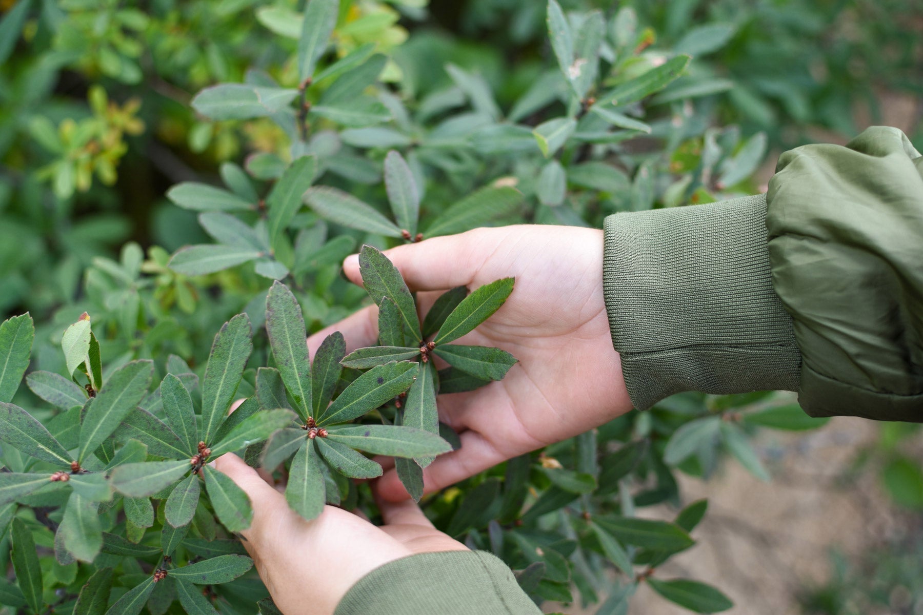 Myrique baumier (Myrica gale): ses bienfaits, usages et son habitat naturel