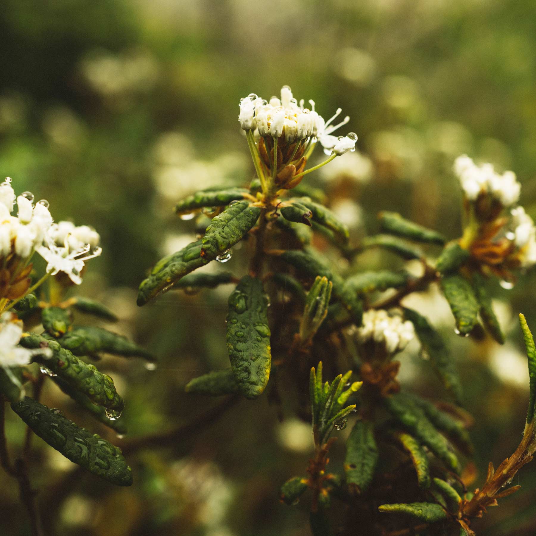 Le Thé du Labrador, trésor de la forêt boréale : guide complet des ses bienfaits et secrets