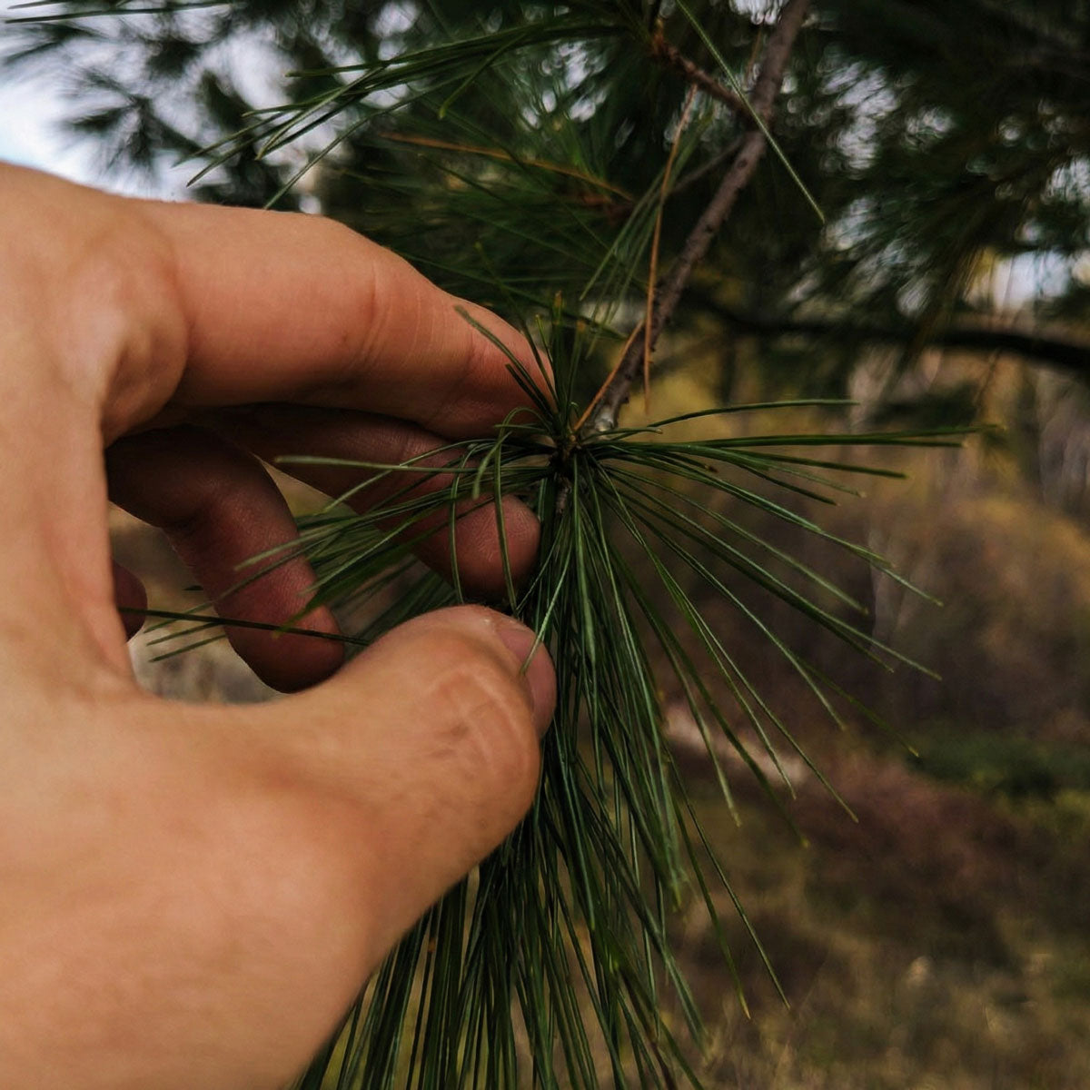 Le Pin Blanc (Pinus strobus) : Ses Bienfaits, Usages et Son Habitat Naturel