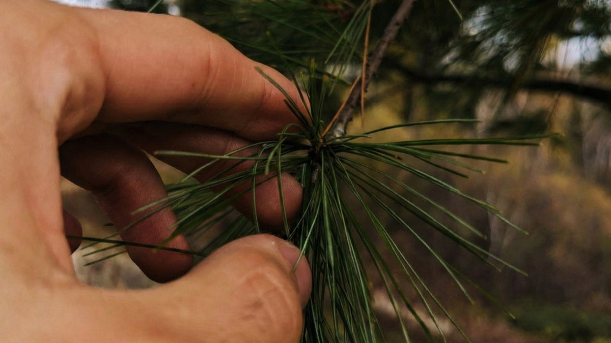 Le Pin Blanc (Pinus strobus) : Ses Bienfaits, Usages et Son Habitat Naturel