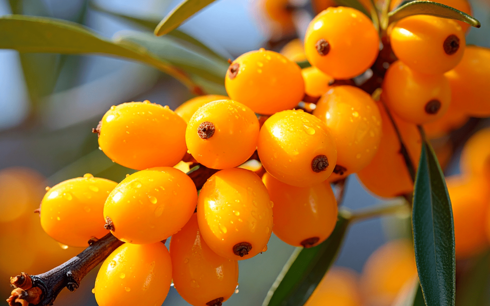Sea Buckthorn Canada: Health Benefits, Uses, Recipes & Tips Sea Buckthorn Canada: Health Benefits, Uses, Recipes & Tips