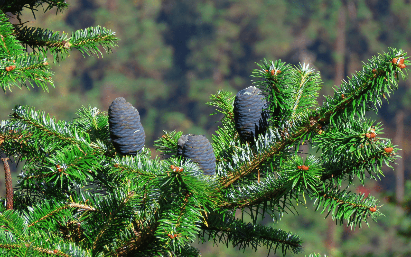 Sapin Baumier : ses bienfaits, usages et son habitat naturel - Floèm