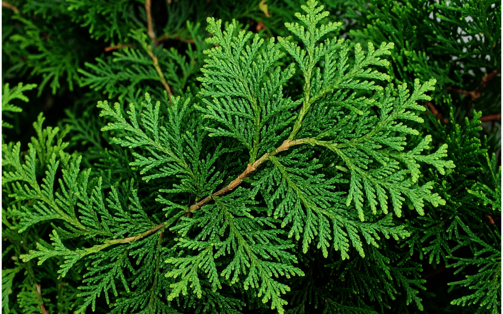 Thuya occidental, l'arbre de vie boréal : guide complet des ses vertus et utilisations - Floèm