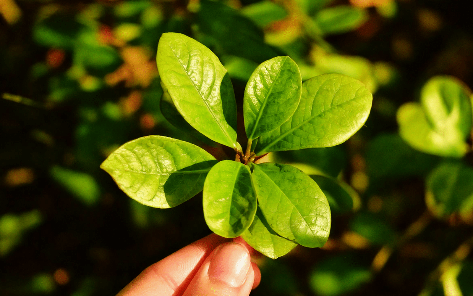 Tout sur le thé des bois : bienfaits, usages et milieu naturel - Floèm