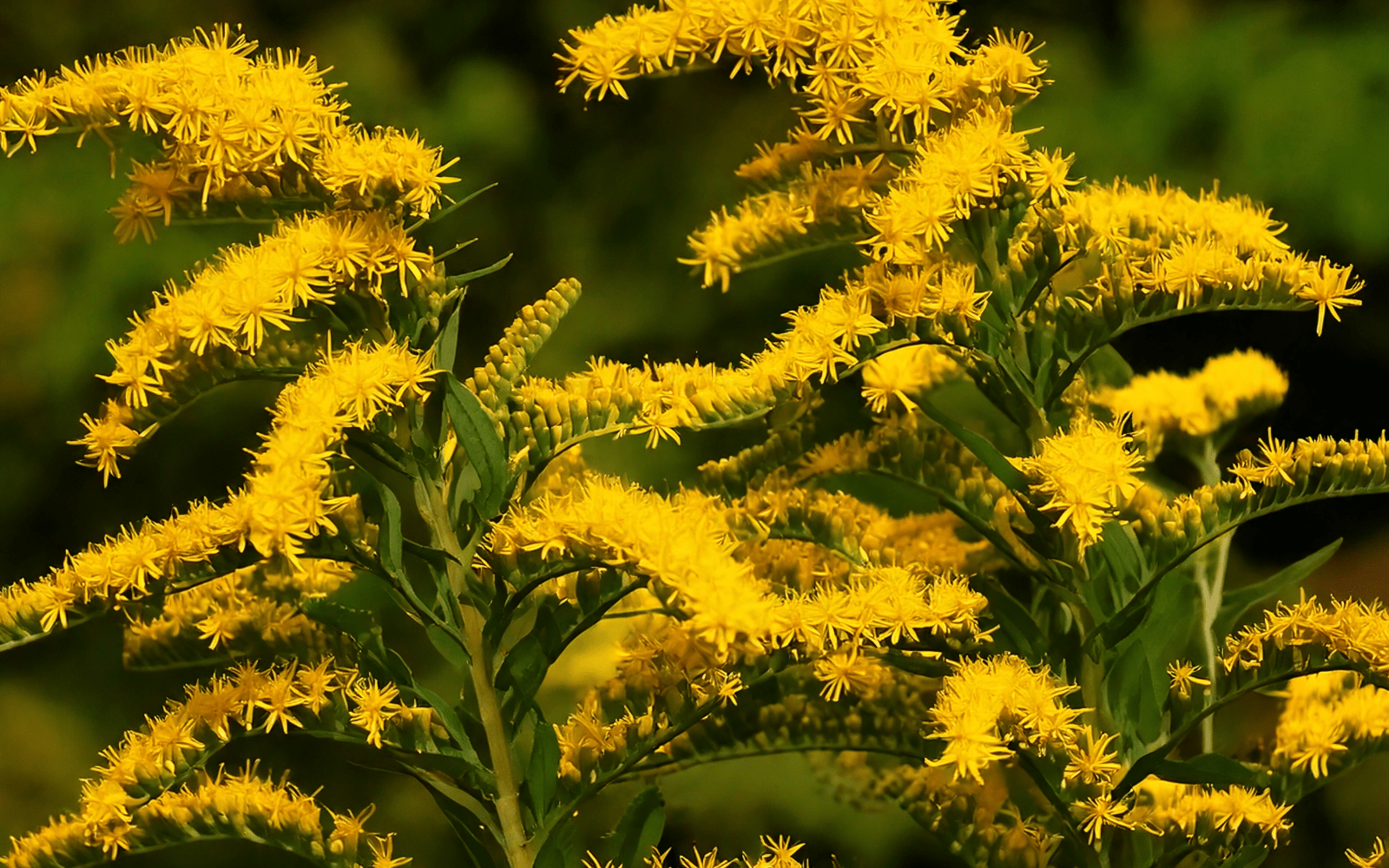 Verge d'or du Canada : vertus, usages et habitat naturel de cette plante sauvage - Floèm