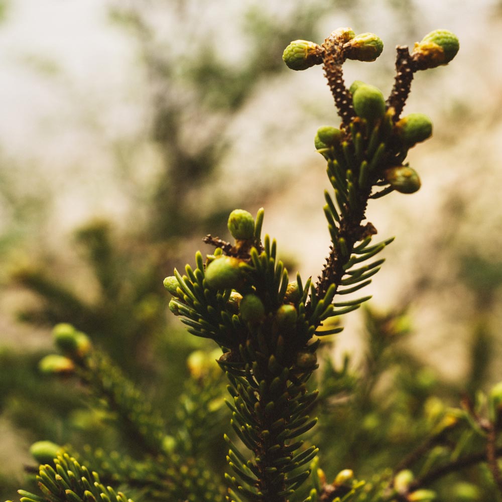 Pousse de sapin baumier en bourgeon dans la nature