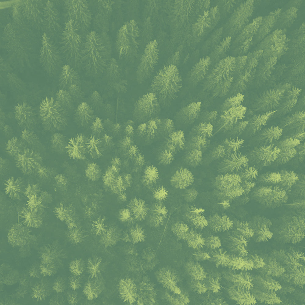 Goût de thé tannique