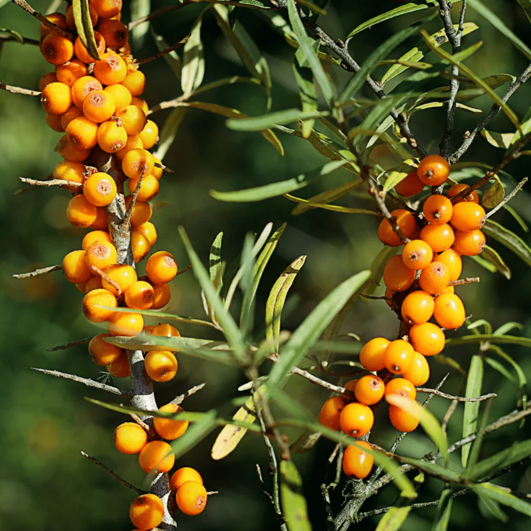 Argousier, pulpe - Ingrédients - Floèm