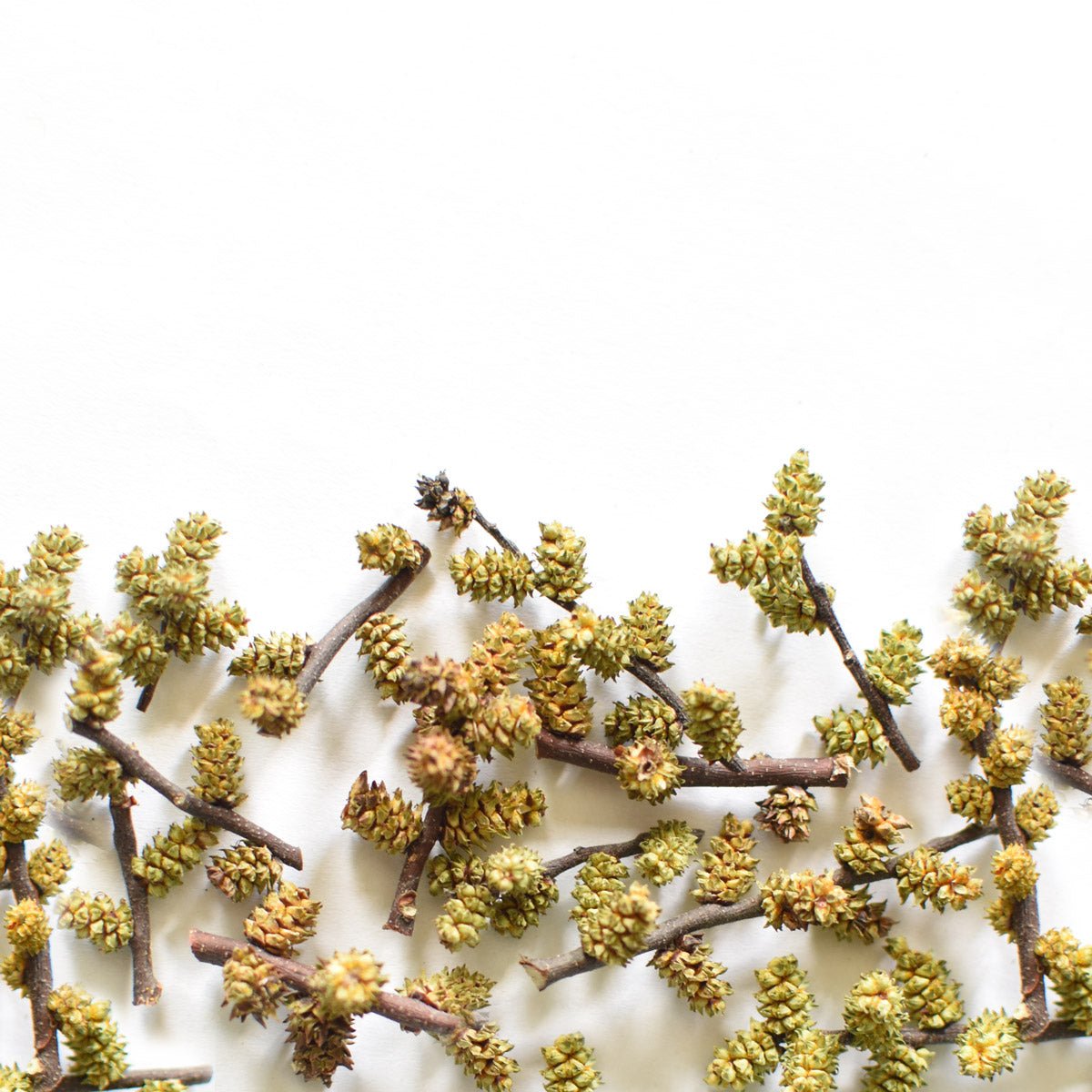 Myrique baumier, chaton - Ingrédients - Floèm