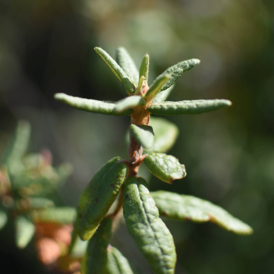 Thé du Labrador, feuille - Ingrédients - Floèm