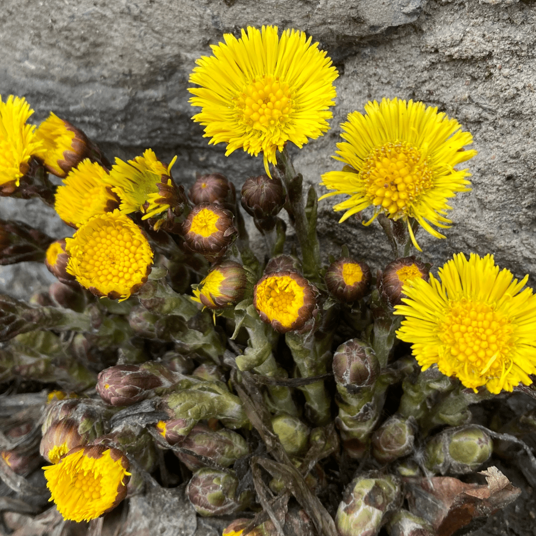 Tussilage, fleur - Ingrédients - Floèm