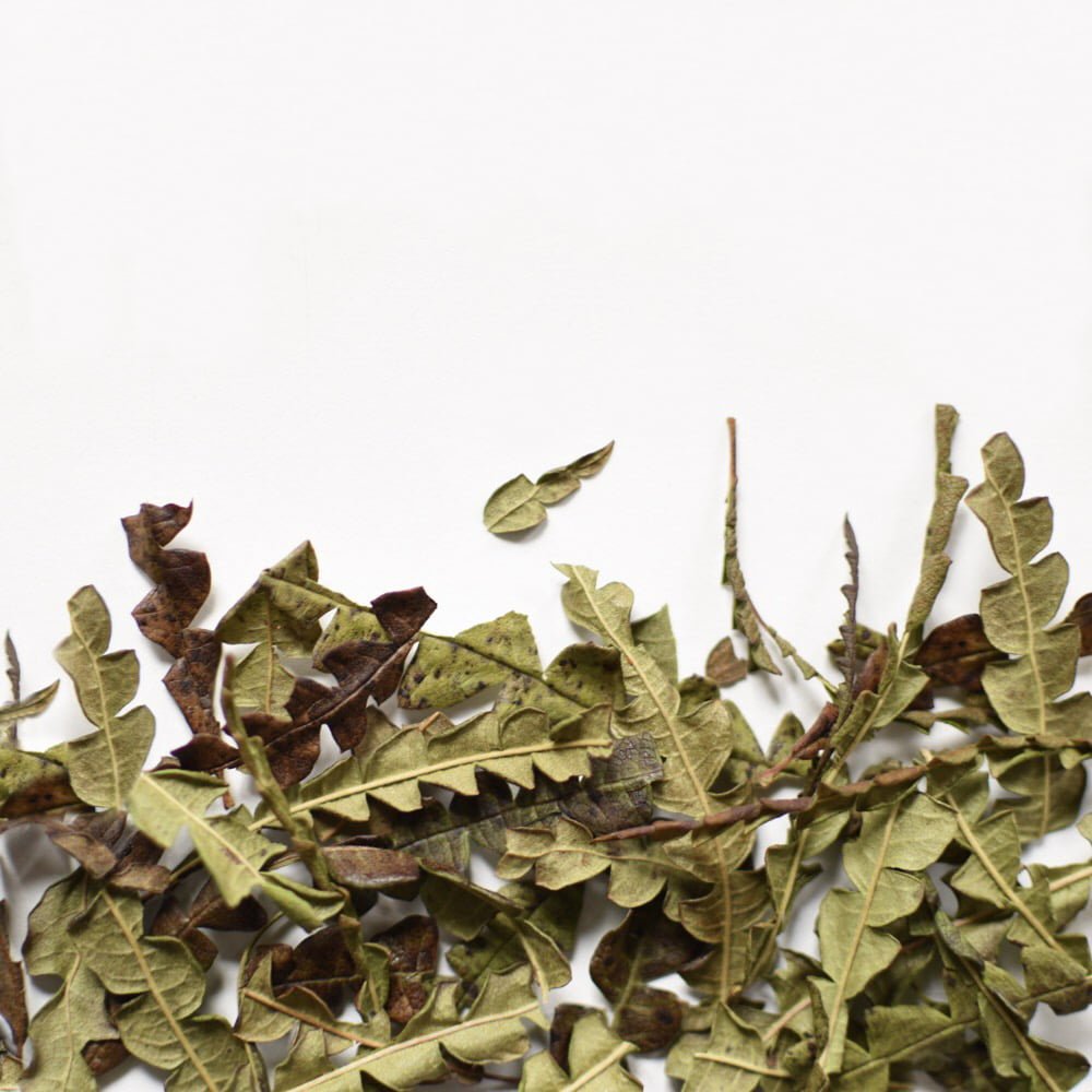 Comptonie Voyageuse, feuille - Ingrédients - Floèm