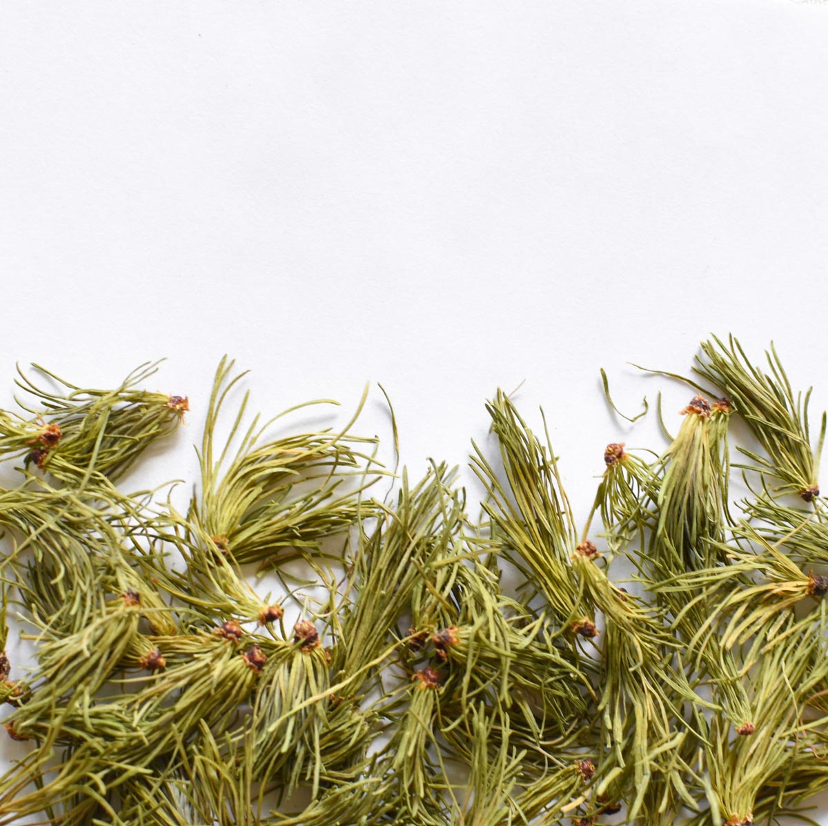 Mélèze, aiguille - Ingrédients - Floèm