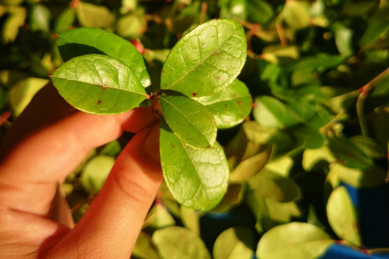 Feuille de Thé des bois frais