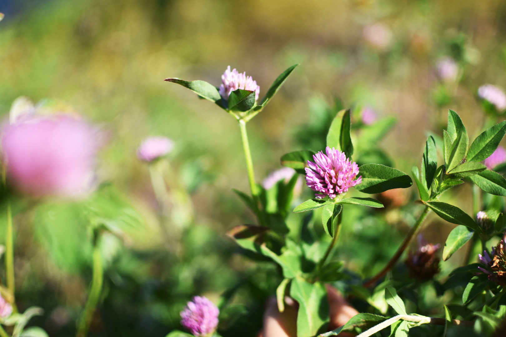 Trèfle rouge sauvage