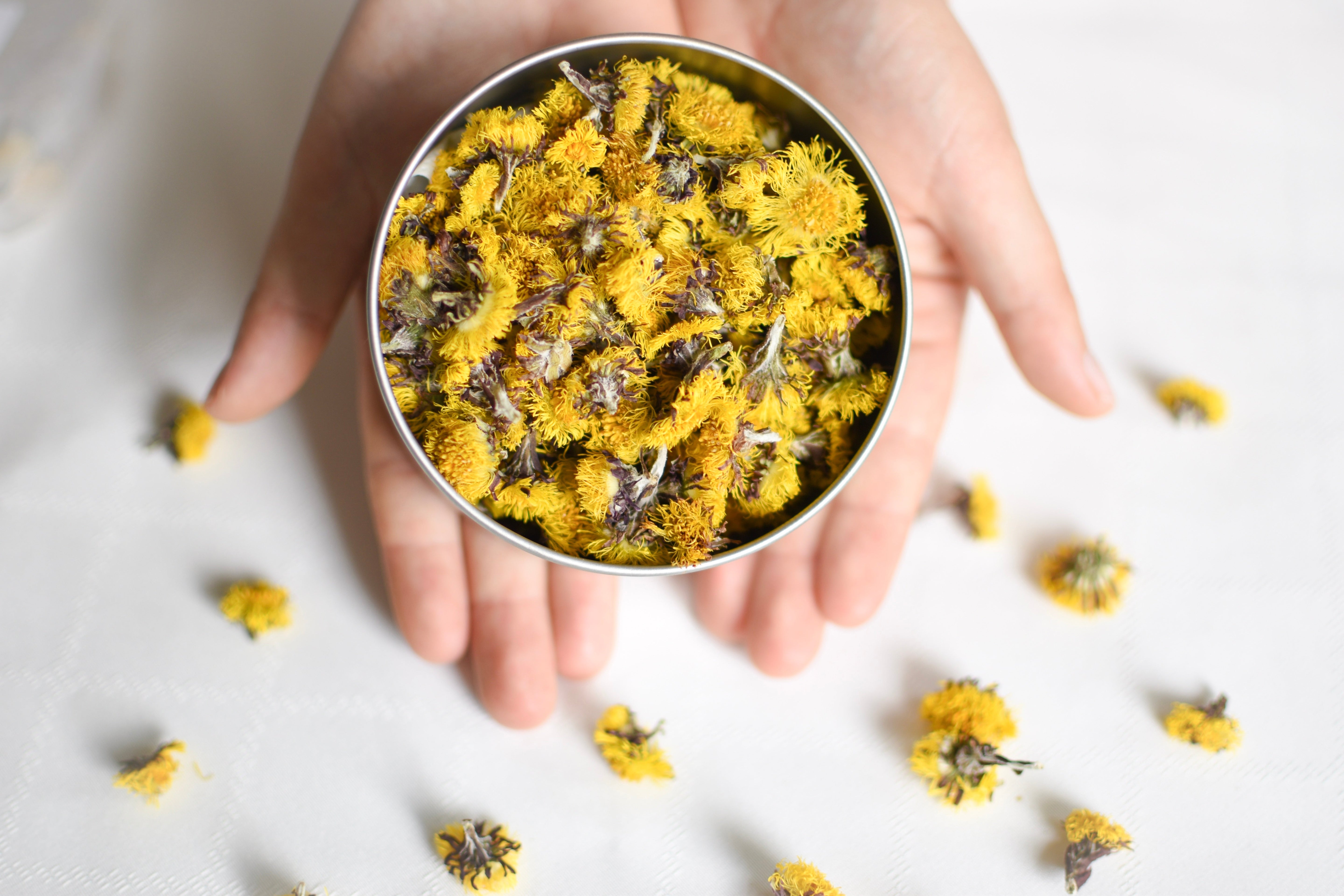 Le Tussilage : ses bienfaits, usages et son habitat naturel