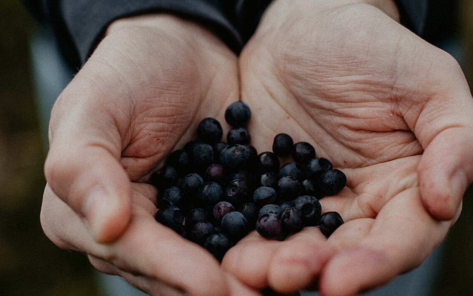 cueillette responsable de plantes boréales