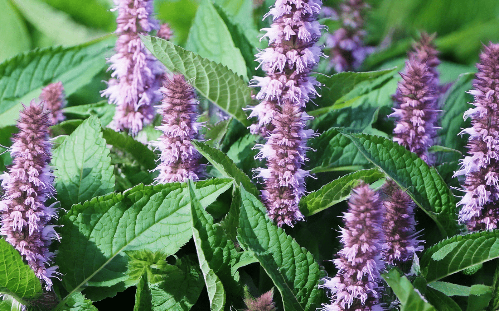 Découvrez l’agastache : bienfaits, usages et secrets de son habitat naturel - Floèm