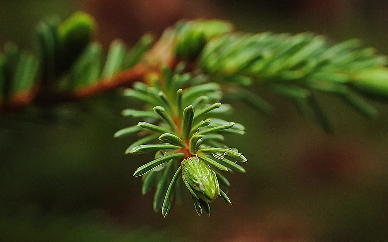 Sapin Baumier : ses bienfaits, usages et son habitat naturel