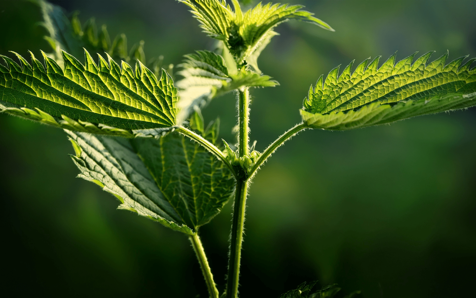Tout savoir sur l'ortie : bienfaits, usages et habitat naturel (guide complet) - Floèm