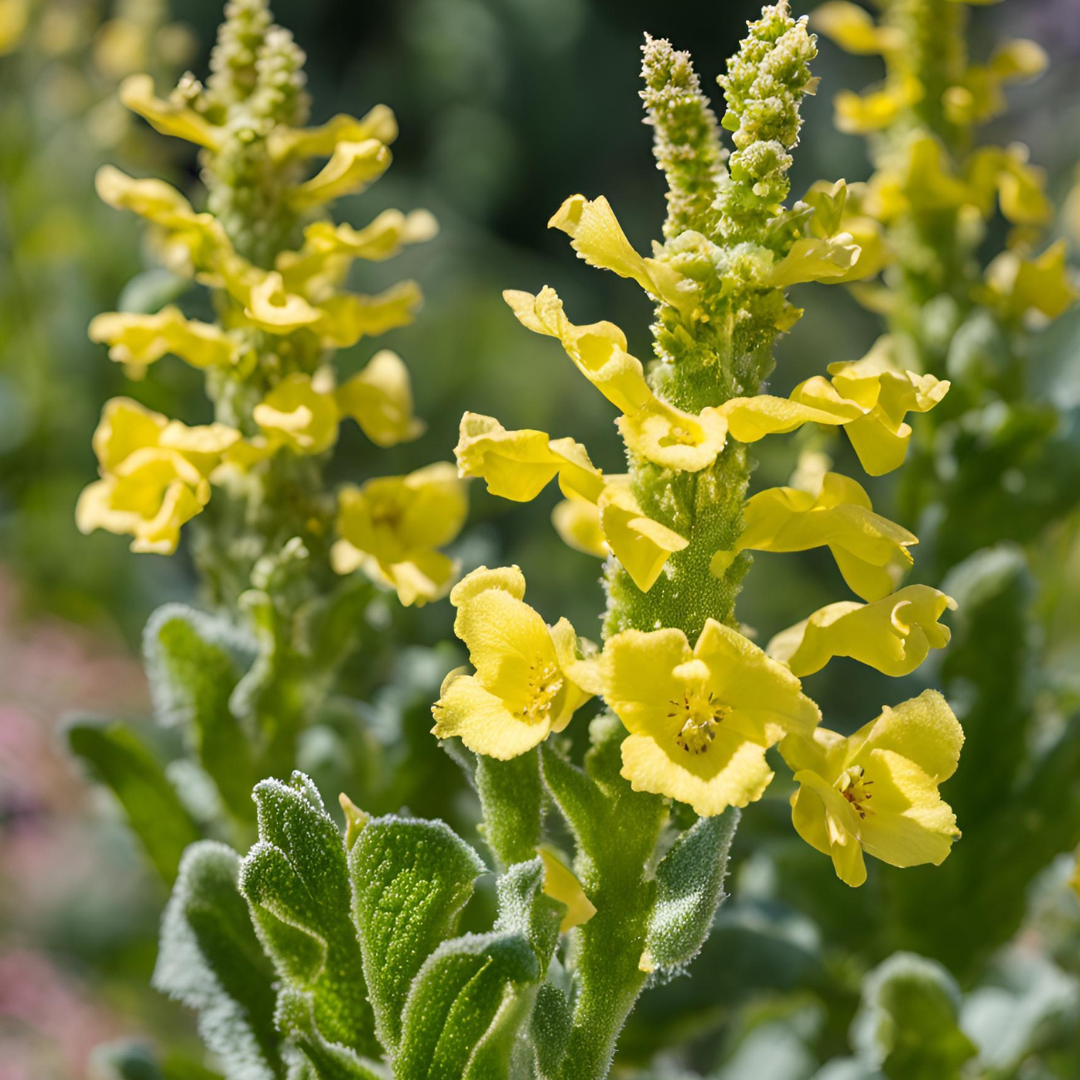 Mullein