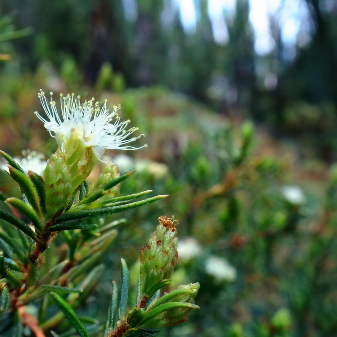 Labrador Tea Flowers And Leaves