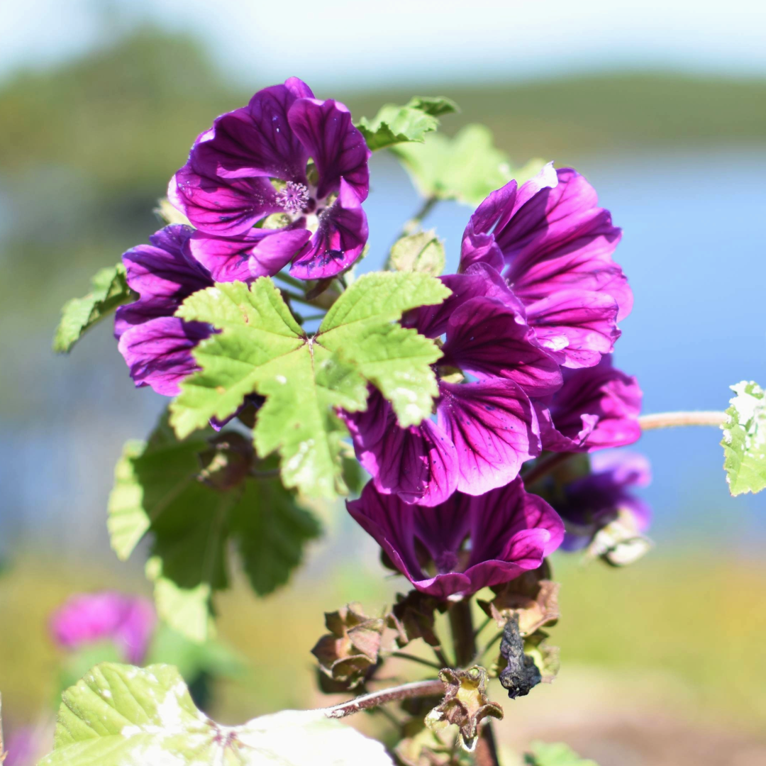 Mallow, flower & leaf