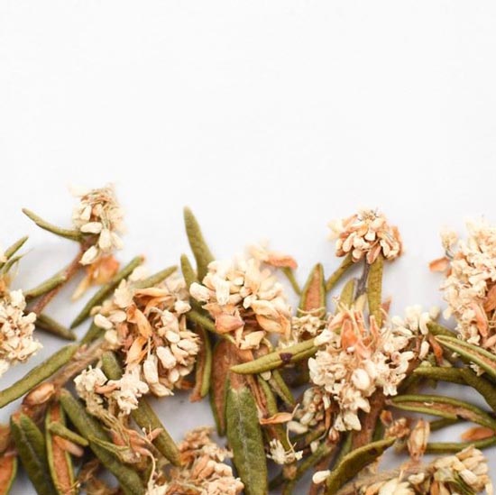 Labrador Tea Flower - Bulk Size Herbal Tea | Buy online | Floem