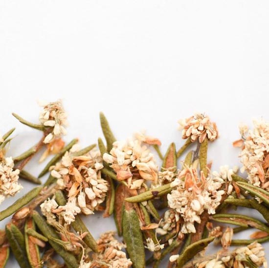 Labrador Tea Flowers And Leaves