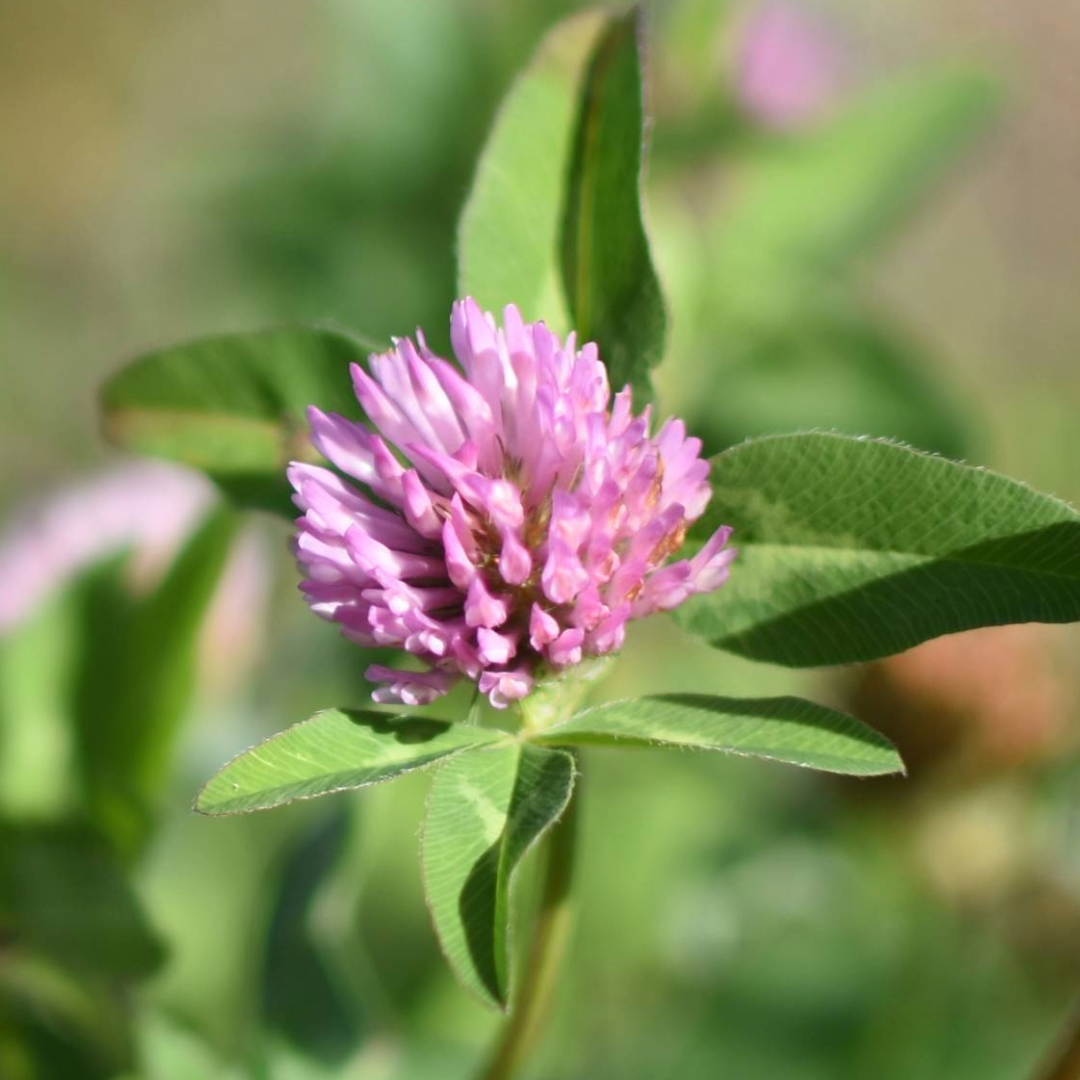 Red Clover Flower