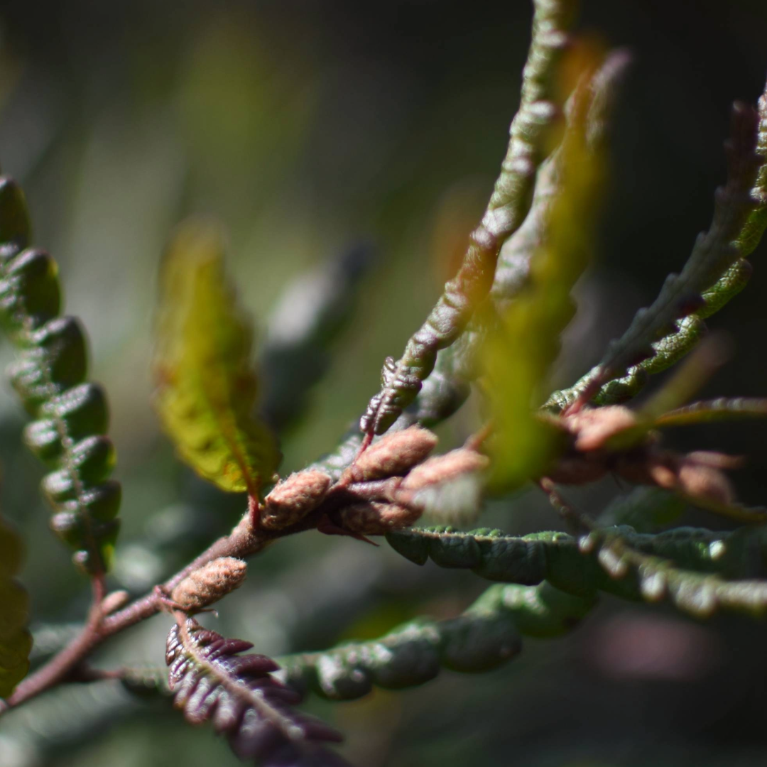 Sweet Fern (Leaves)