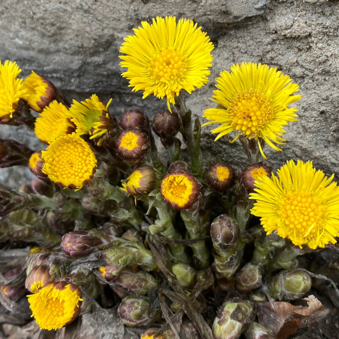 Coltsfoot (flower)