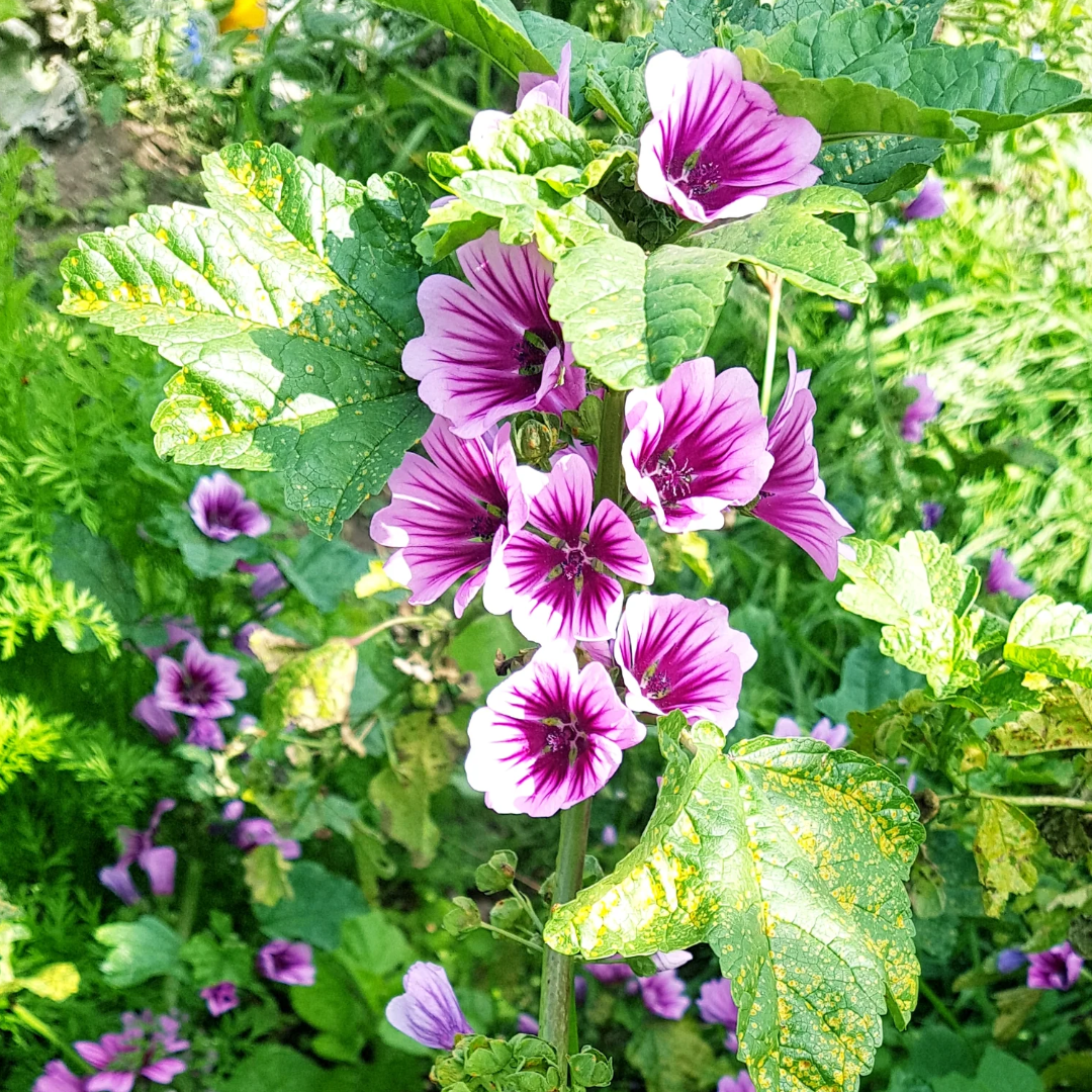 Mallow, flower & leaf