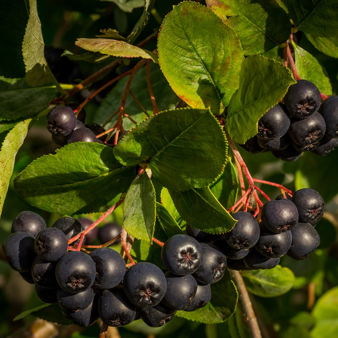 Aronia