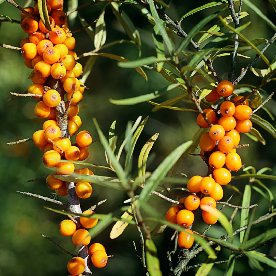 Sea Buckthorn, Pulp