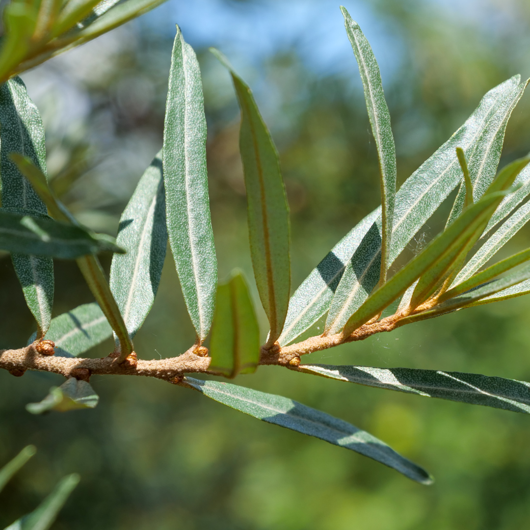 Sea Buckthorn