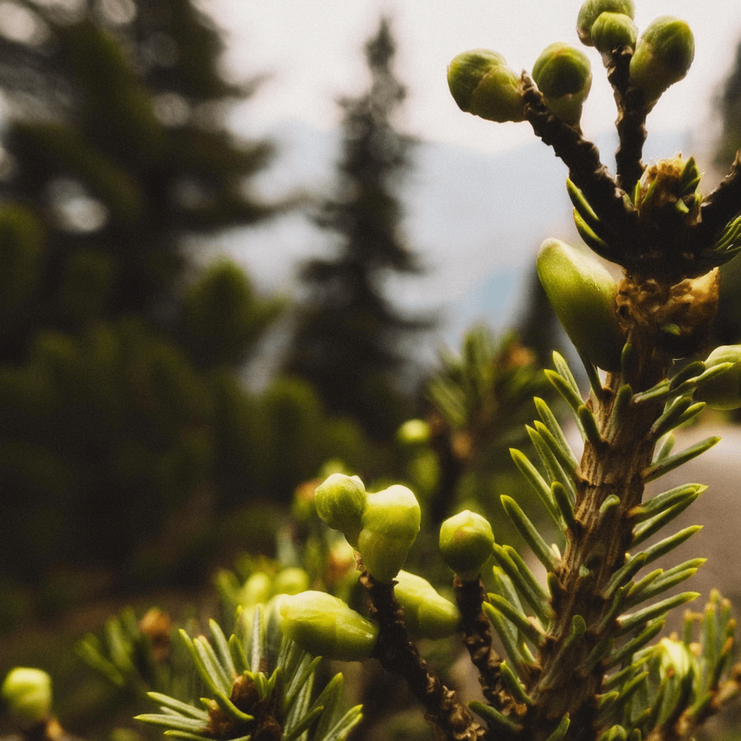 Sapin baumier - Ingrédients - Floèm